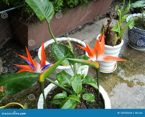 Bird Of Paradise Flower At Guilin Guangxi China Stock Photo Image Of