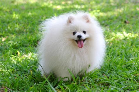 Pomeranian Pictures Photos Pics