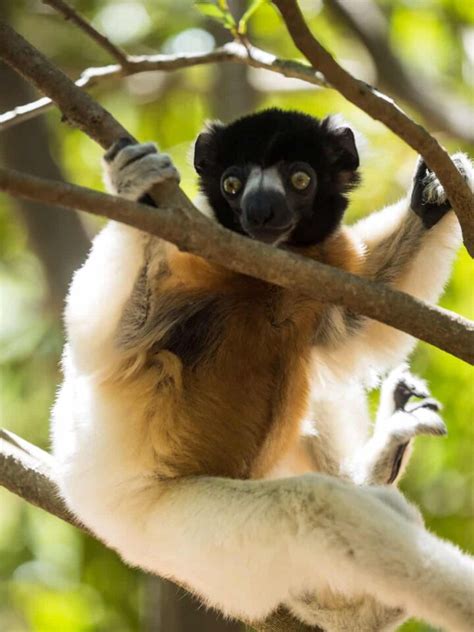 Madagascar Travel Guide Everything You Need To Know