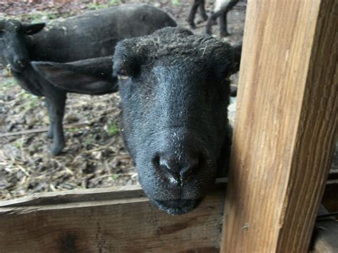 Providence Farm Pigs And Donkey