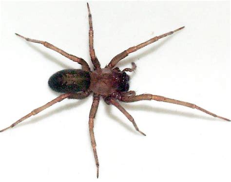 Dangerous Chilean Recluse Spider Colonizes Los Angeles County Santa