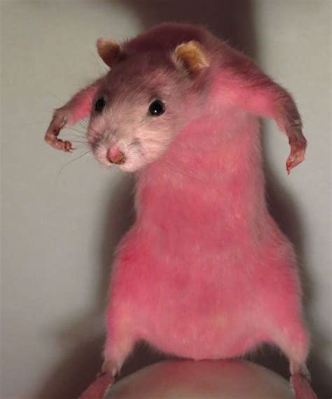Rat Blank Template Imgflip Funny Hamsters Cute Animal Memes Funny