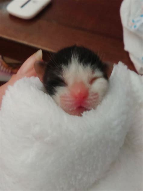 Miracle Preemie Kitten With The Heart Of A Warrior Love Meow