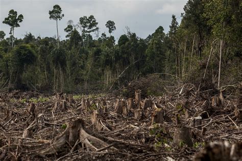 Most Agribusinesses And Banks Involved With ‘forest Risk Commodities