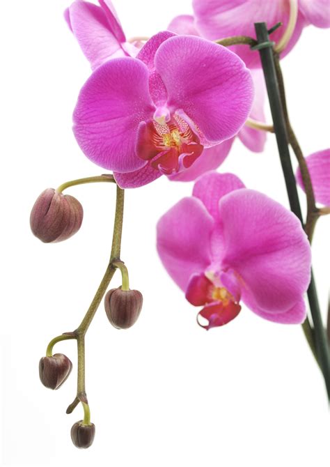 Plant flowers from late winter to early spring with several 7.6 cm flowers. Your Orchid Care Guide from Lifestyle Home Garden