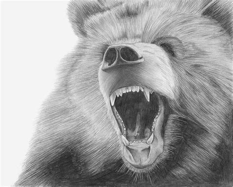 Bear Drawing By Feralstorm On Deviantart