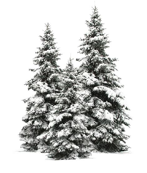 Snow Covered Pine Trees Png