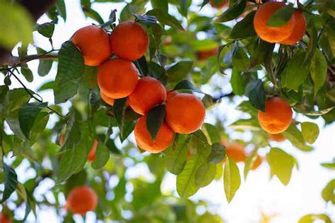 Satsuma Orange Tree Minneopa Orchards