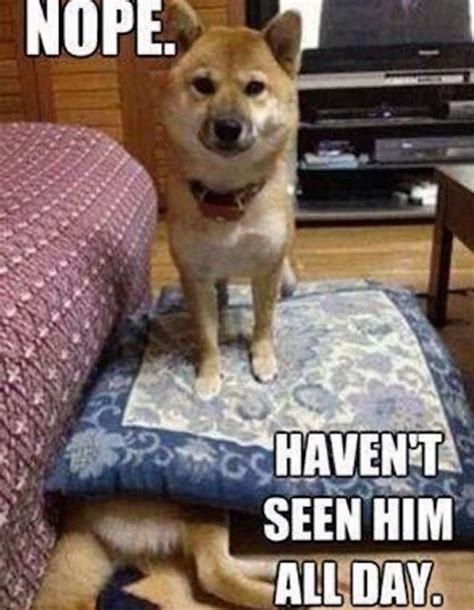 20 Funny Dog Memes That Will Have You In Stitches