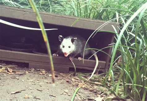 Do Opossums Climb Houses Joseph Watkins Blog