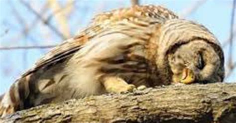 Baby Owls Sleep Face Down Adorable Photos Of Sleeping Baby Owls The
