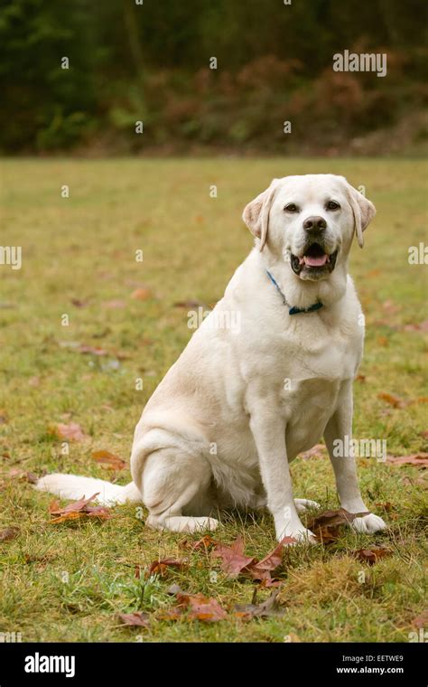 Murphy English Yellow Labrador Retriever Smiling While Sitting On