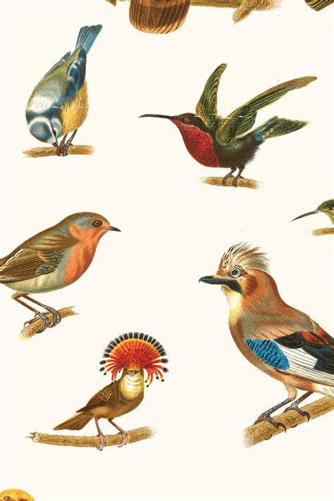 Feathr Birds Wallpaper