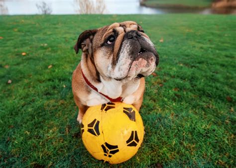 English Bulldog Playing Football On The Green Grass Stock Image Image