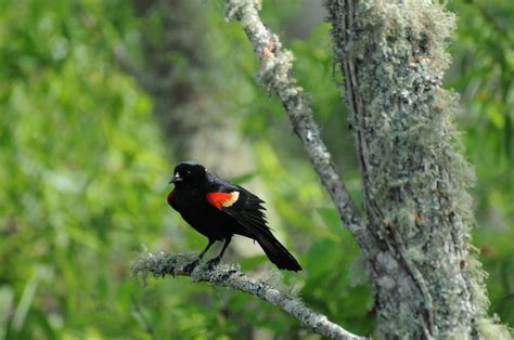 Red Winged Blackbird Audubon