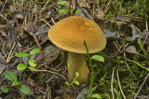 Velvet Bolete Suillus Variegatus Mushrooms Of Russia