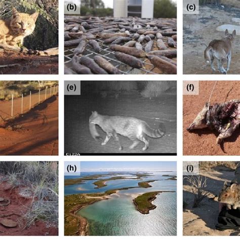 Pdf Impacts And Management Of Feral Cats Felis Catus In Australia