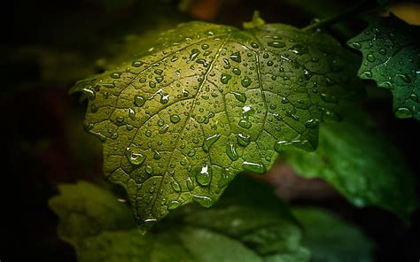 Hd Wallpaper Green Leaf With Water Droplets Full Hd Wallpapers 2880×