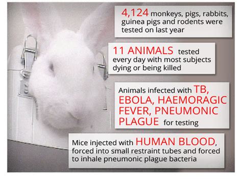 Animal Testing Pros And Cons Uk Get More Anythinks