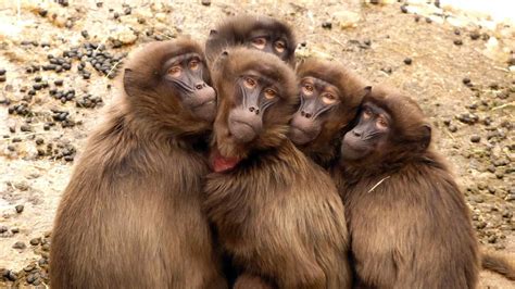 Beş Maymun Deneyi Ve Sorgulamak üzerine Beyn