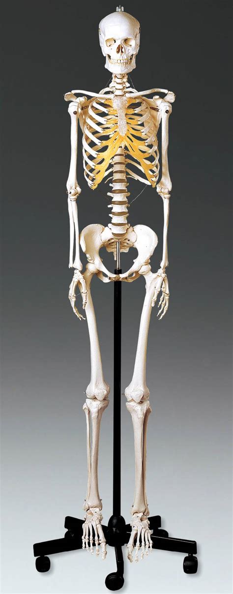 Human Woman Skeleton Bones Anatomy With Intervertebral Disks Png Images