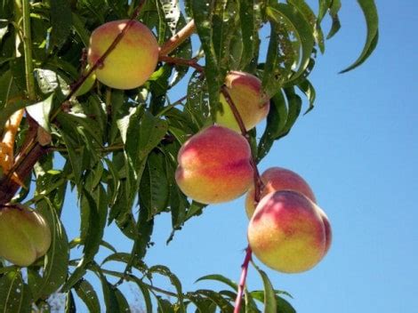 Fruit trees will produce silver star fruit after one year, gold after two years, and iridium after three. Common Diseases of Peach Trees - Gardening Channel