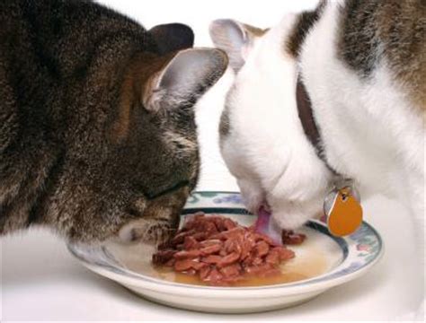 How much you feed your cat during the day should affect the amount of canned food you give. Should You Give Your Can Canned Cat Food?