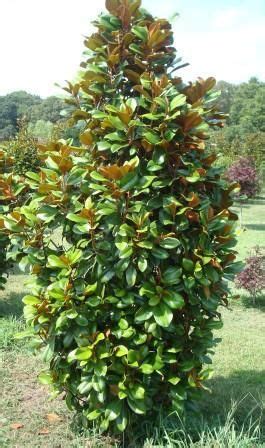 Due to its tight formation, magnolia 'teddy bear' can make. Specimen Magnolias-A Few of Our Favorite Varieties ...