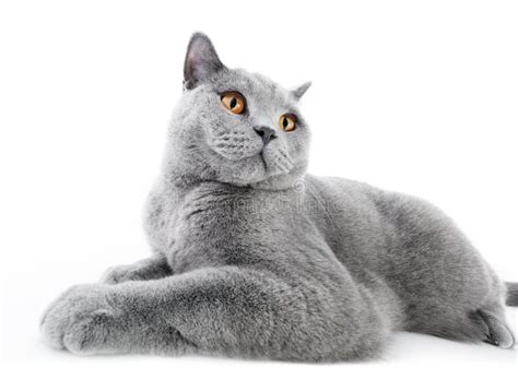 British Shorthair Grey Cat With Big Wide Face On Black Background Stock