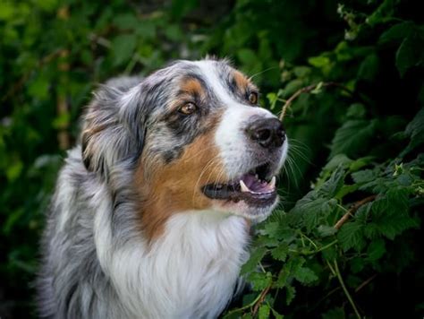 Do Australian Shepherds Like To Cuddle The Answer Juniper Pets