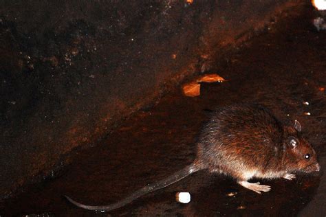 Nyc Rats Are Infected With At Least 18 New Viruses According To Scientists The Verge