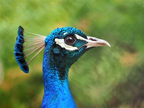 Charming Peacock Head free image download