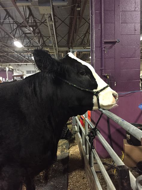 Tips For Visiting The Pennsylvania Farm Show Her Rural Highness