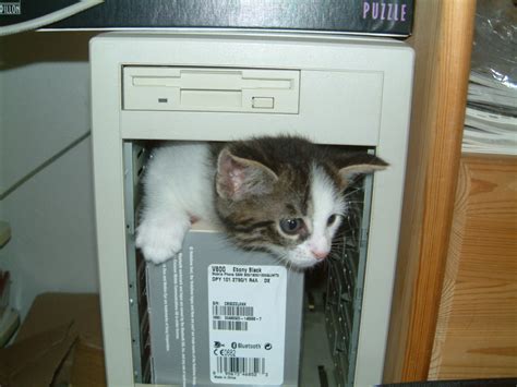 Filecomputer Kitten Wikimedia Commons