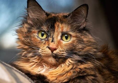 Top 15 Rarest Cat Breeds In The World Thepetszon