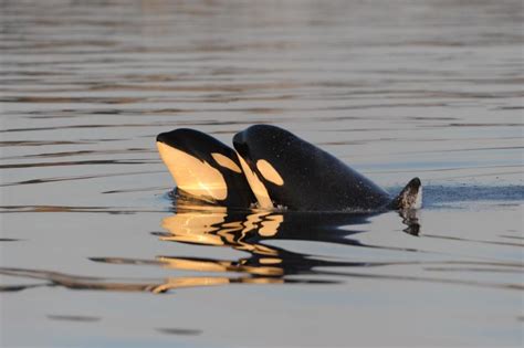 The Real Reason Why Female Killer Whales Go Through Menopause Science