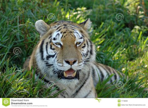 Tiger Head Portrait Royalty Free Stock Images Image 1118699