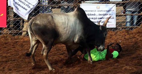 The best website for tamil translation and english to tamil dictionary. Jallikattu: Tamil Nadu issues permits bull taming sport in ...