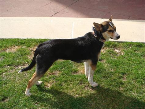 Another Corgi Mix Possibly Australian Cattle Dog Corgi