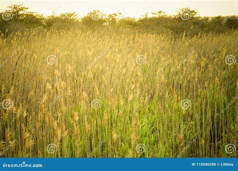 Nature Image Of Tall Grass Along Coastal Area Stock Photo Image Of