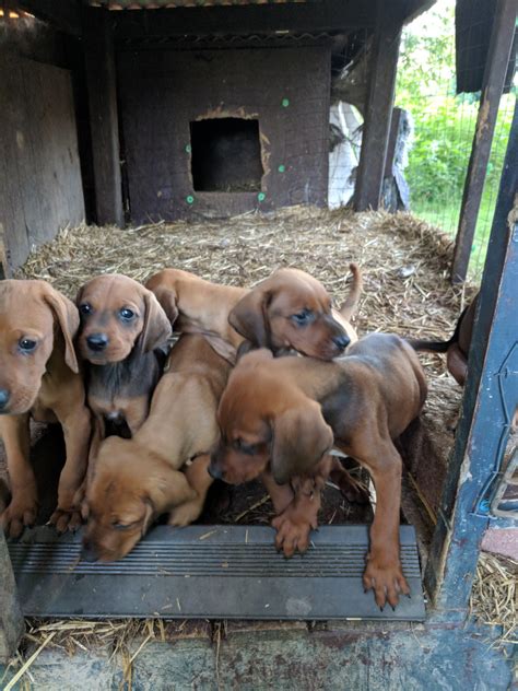 Redbone coonhound puppies for sale. Redbone Coonhound Puppies For Sale | Hillsboro, OH #280834