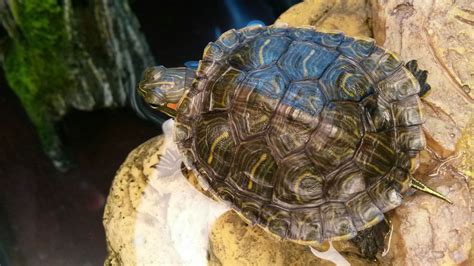 How To Fix Red Eared Slider Shell Rot