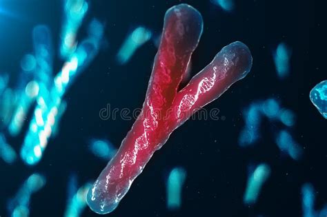 La Infección De Los Xy Cromosomas Dna Del Virus O De La Infección