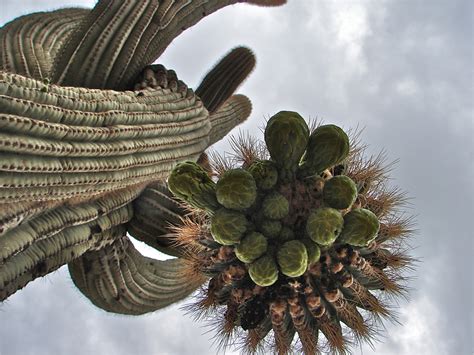 Saguaro Cactus Flower Images Sonoran Desert Pictures Live Science
