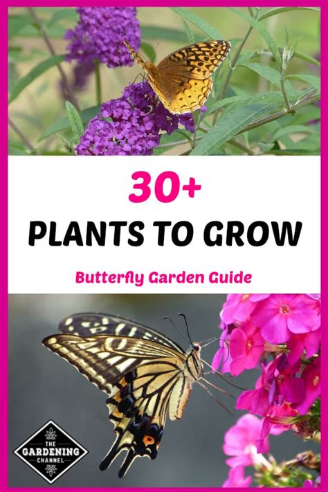Planting A Butterfly Garden The Ultimate Guide Gardening Channel