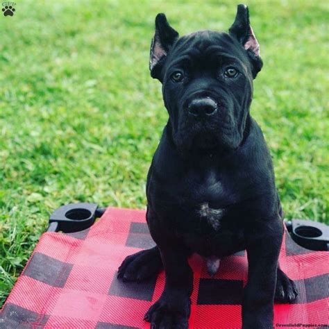 Every adoption saves the lives of two pets. Cane Corso Puppies For Adoption In Md | Top Dog Information