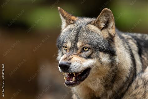 Grey Wolf Angry In The Forest Stock Photo Adobe Stock