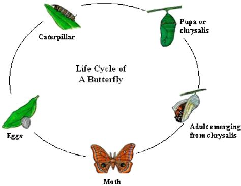 Life Cycle Caterpillars