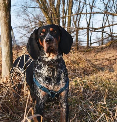 15 Interesting Facts About Coonhounds The Dogman