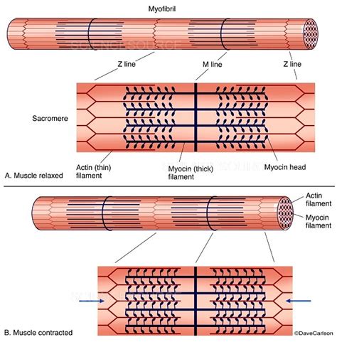 Muscle Contraction Diagram Labeled Stock Image Science Source Images